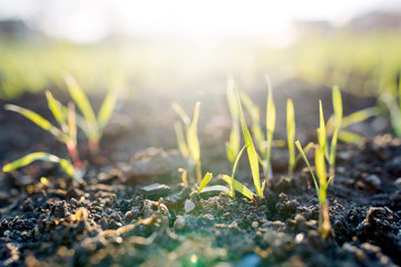 Garden sprouts on a bed of macro. Grass sprouts in the spring at sunset.