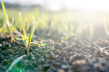 Garden sprouts on a bed of macro. Grass sprouts in the spring at sunset.