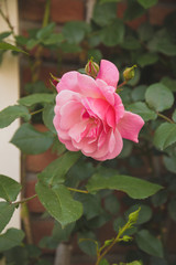 Beautiful Up Close Pink Rose In The Garden In Huis Ten Bosch Theme Park,Sasebo,Kyushu,Japan