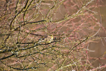 The yellowhammer jumps on the ground in search of food in the snow in winter