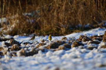 The yellowhammer looking for food on the snowy ground in winter