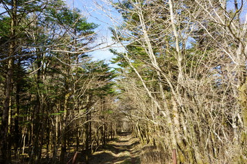 What do you say to taking a walk in the park?