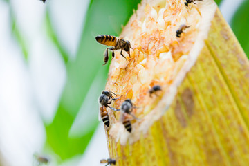 Close up yellow coconut pollen with bee. Honey Bee collecting pollen on a coconut flower. Close up of small bees pollinating the tiny flowers on a coconut palm tree on a bright summer day in Thailand.