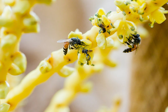 Close up yellow coconut pollen with bee. Honey Bee collecting pollen on a coconut flower. Close up of small bees pollinating the tiny flowers on a coconut palm tree on a bright summer day in Thailand.