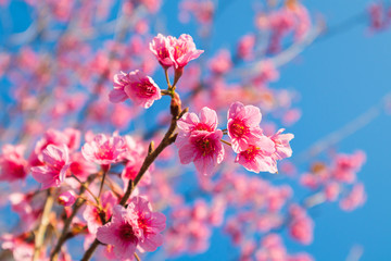 Wild himalayan cherry or Prunus cerasoides or Sakura of thailand blooming in winter season with blue sky background.