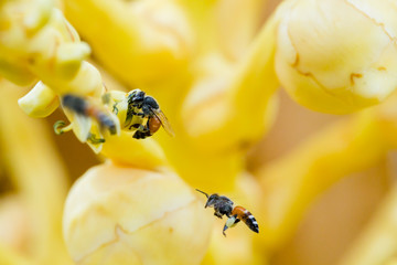 Close up yellow coconut pollen with bee. Honey Bee collecting pollen on a coconut flower. Close up of small bees pollinating the tiny flowers on a coconut palm tree on a bright summer day in Thailand.