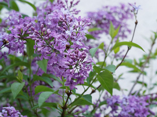 (Syringa vulgaris) Fleurs de lilas communs ou lilas français à inflorescence abondante, parfumée...