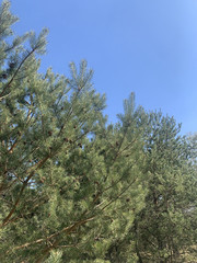 Gałęzie sosny na tle nieba © Maciej