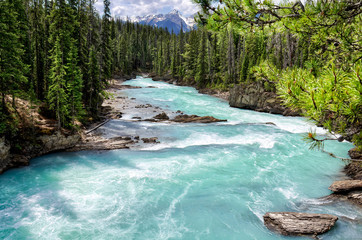 beautiful turquoise Kicking Horse river with the purest glacier water in evergreen forest. beautiful forest landscape, Yoho National Park, British Columbia, CanadaColumbia, Canada