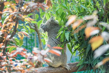 Zoo - Koala