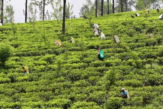 Tea Ickes working on a tea plantation on Sri Lanka highlands 