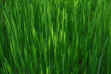 Grass. Fresh green spring grass with dew drops closeup. Sun. Soft Focus. Abstract Nature Background