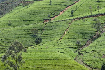 Aerial view of Tea plantation in Sri Lanka 