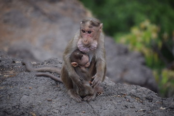 Monkey with baby