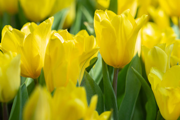 Obraz premium Tulip flower and green leaf background in tulip field at winter or spring day for decoration and agriculture concept design.