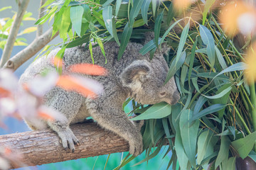 Obraz premium Zoo - Koala