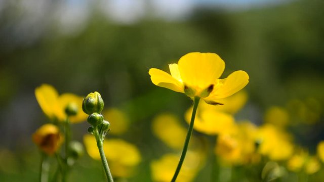 video yellow flowers of Ranunculus in the field