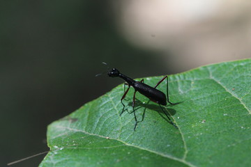 Käfer mit langen Hals - Sri Lanka