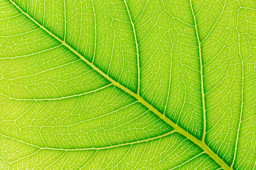 Leaf texture background for design with copy space for text or image. Leaf motifs that occurs natural.