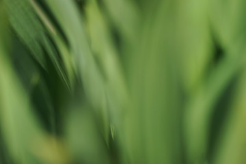 blur defocused green leaves close up  texture. Floral full frame background. greenery backdrop. copy space