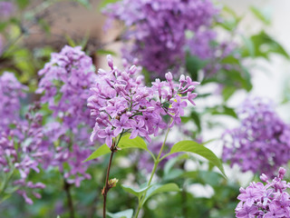 (Syringa vulgaris) Fleurs de lilas communs ou lilas français à inflorescence abondante, parfumée en panicules terminales sur tiges souples de couleur rose violacé