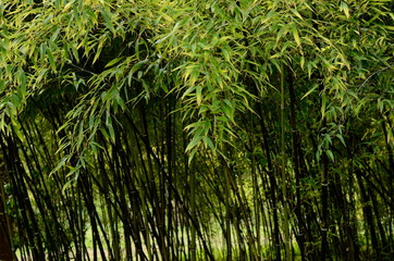 Naklejka na ściany i meble Bamboo forest background