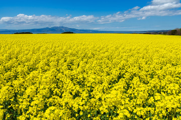Obraz premium 【青森県横浜町】北国の春、下北半島では菜の花が満開