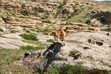 A dog in the mountains. A view of the surrounding landscape at the ancient Uplistsikhe cave town in Georgia.