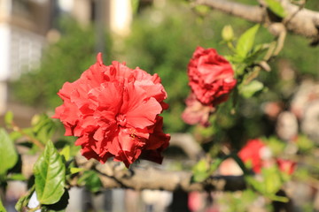 Bellissimi fiori all'interno dei giardini della Alhambra