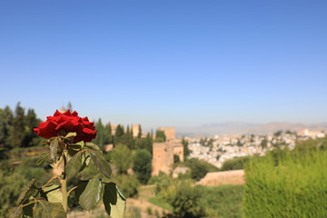 Fototapeta na wymiar Fiore in primo piano con Alhambra sullo sfondo