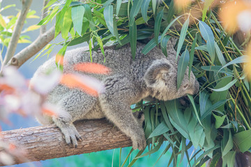 Fototapeta premium Zoo - Koala