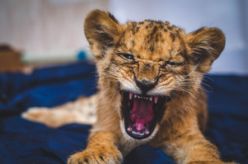 Photo of a small growling lion cub