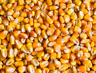 Corn grain. Harvest maize. Suitable for background. Vegan. Natural food.