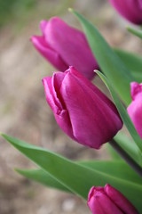 Wunderschöne Nahaufnahme der lila Tulpe