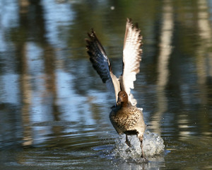 Australian Wood Duck takin off
