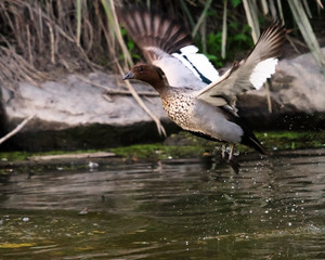 Australian Wood Duck takin off