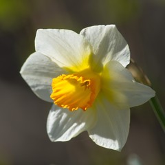 Fototapeta na wymiar Narcyz żonkil biało żółty kwiat