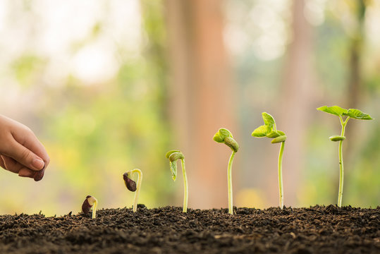 hand holding and caring a green plant over lighting background, planting tree, environment, background.agriculture, horticulture. plant growth evolution from seed to sapling, ecology concept.