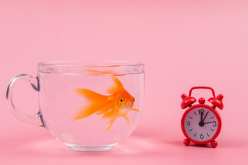Red Alarm Clock and Gold fish inside a bowl . Time is valuable Concept, Business Concept. 
