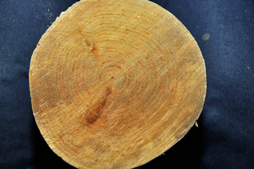 Structure and texture, birch