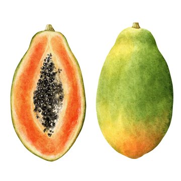 Papaya with cut half illustration with watercolor paper texture isolated on white background. Colorful food illustration.