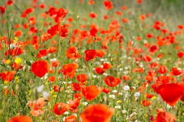 field of red poppies