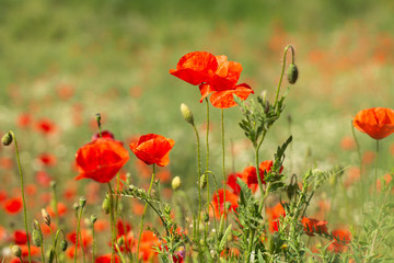 Fototapeta premium field of red poppies