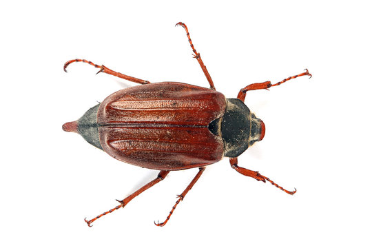 Maik&auml;fer von oben