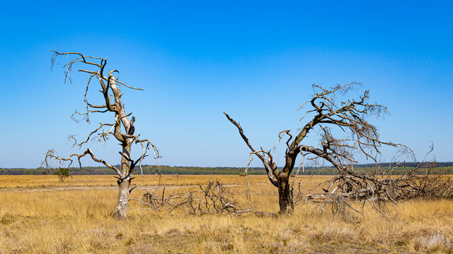 Dead trees in National Park De Hoge Veluwe The Netherlands as a result of global warming