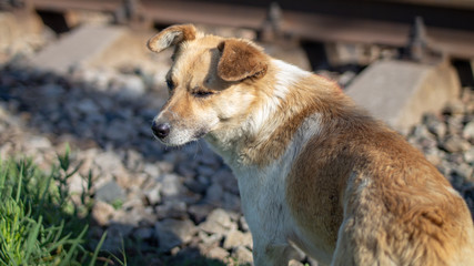 dog on the ground