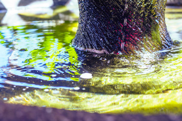 A close up of a garden fountain pool with ripples and reflection of trees in a summer garden. toned.
