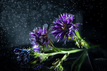 purple flower on a dark background with splashes