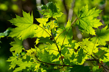 green leaves of a maple