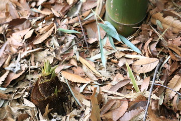 竹林に生えたタケノコ